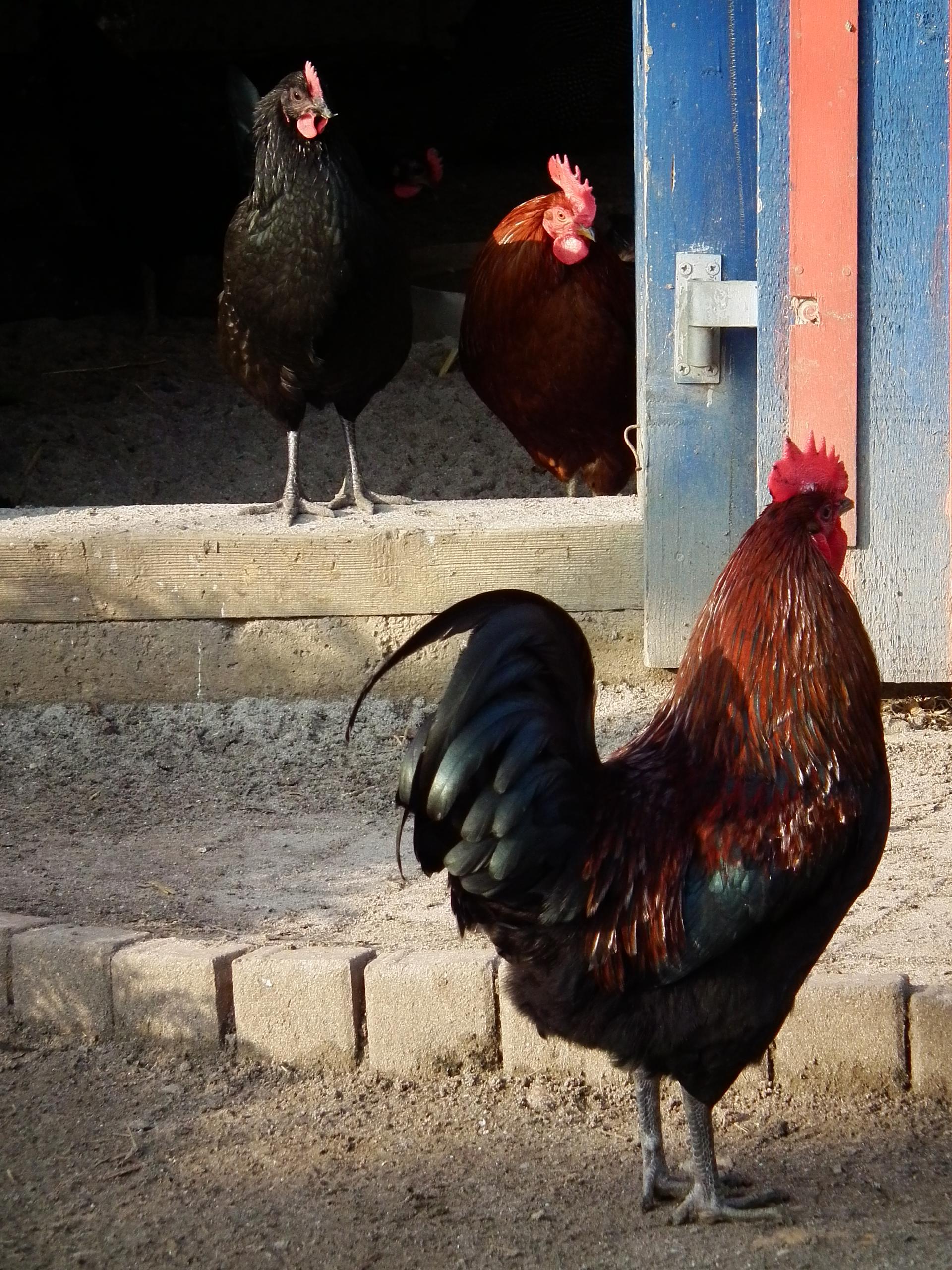 Bild von Letzenberg Tierpark