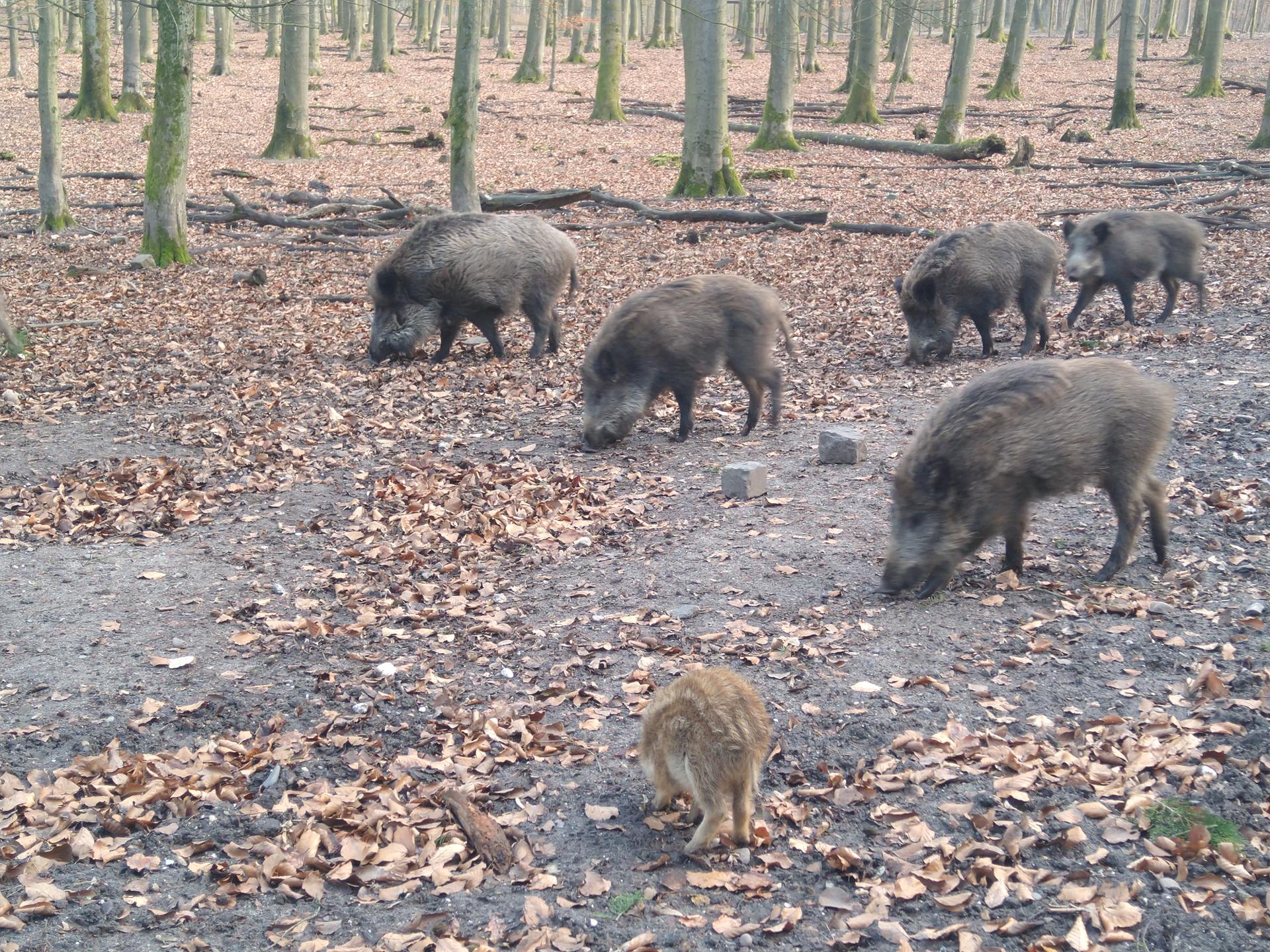 Bild von Wildpark Dünnwald