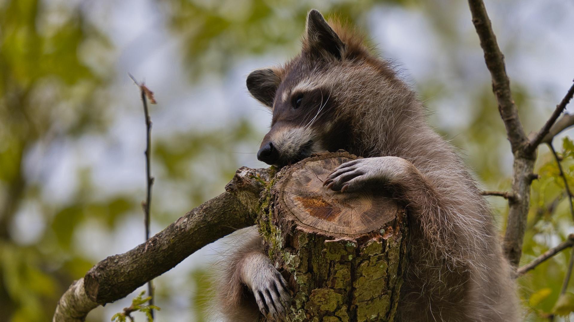 Bild von Wildpark Pforzheim