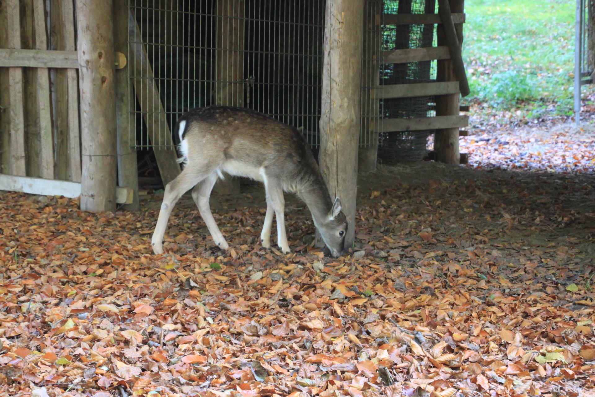 Bild von Wildpark Malente