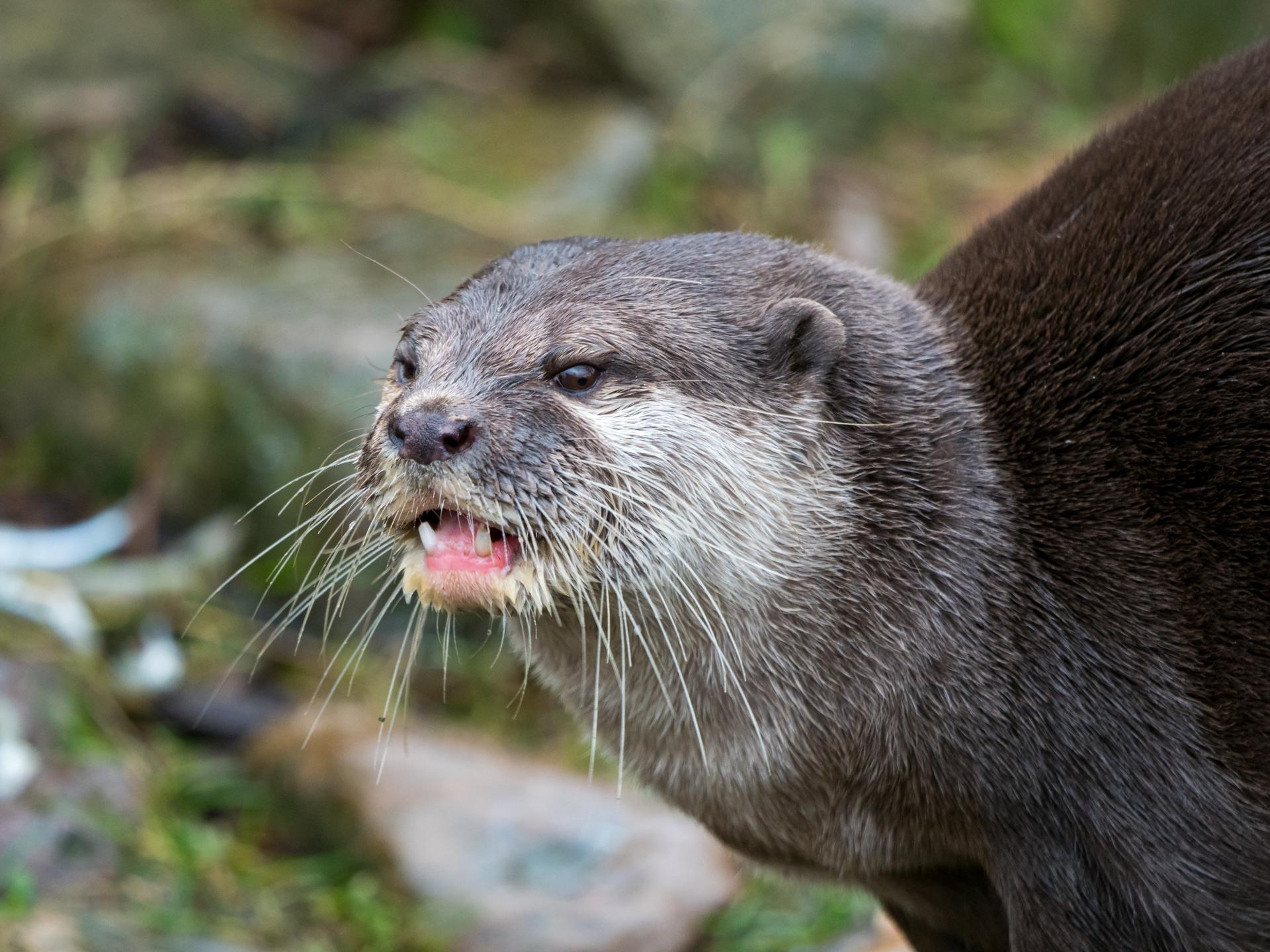 Bild von Wildpark Schwarze Berge