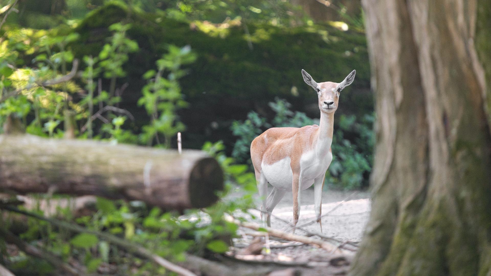 Bild von Tierpark Oberwald