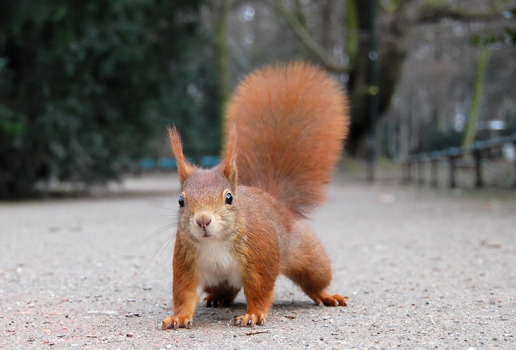 Bild von Hof- und Herzoggarten mit Tiergehege