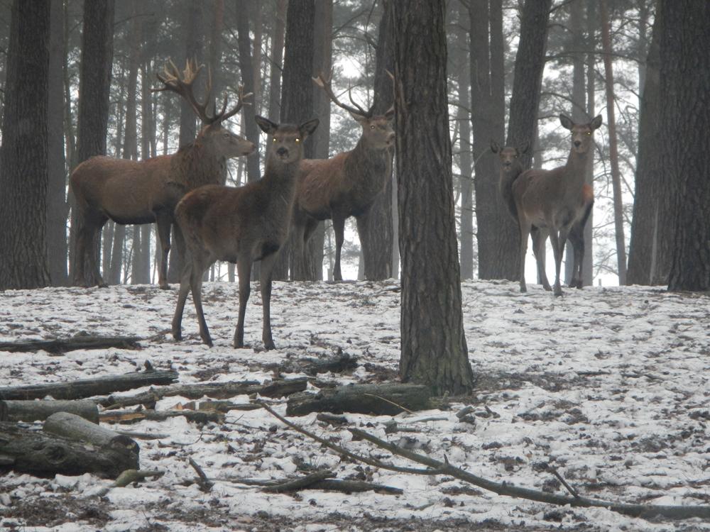 Bild von Wildpark Schorfheide