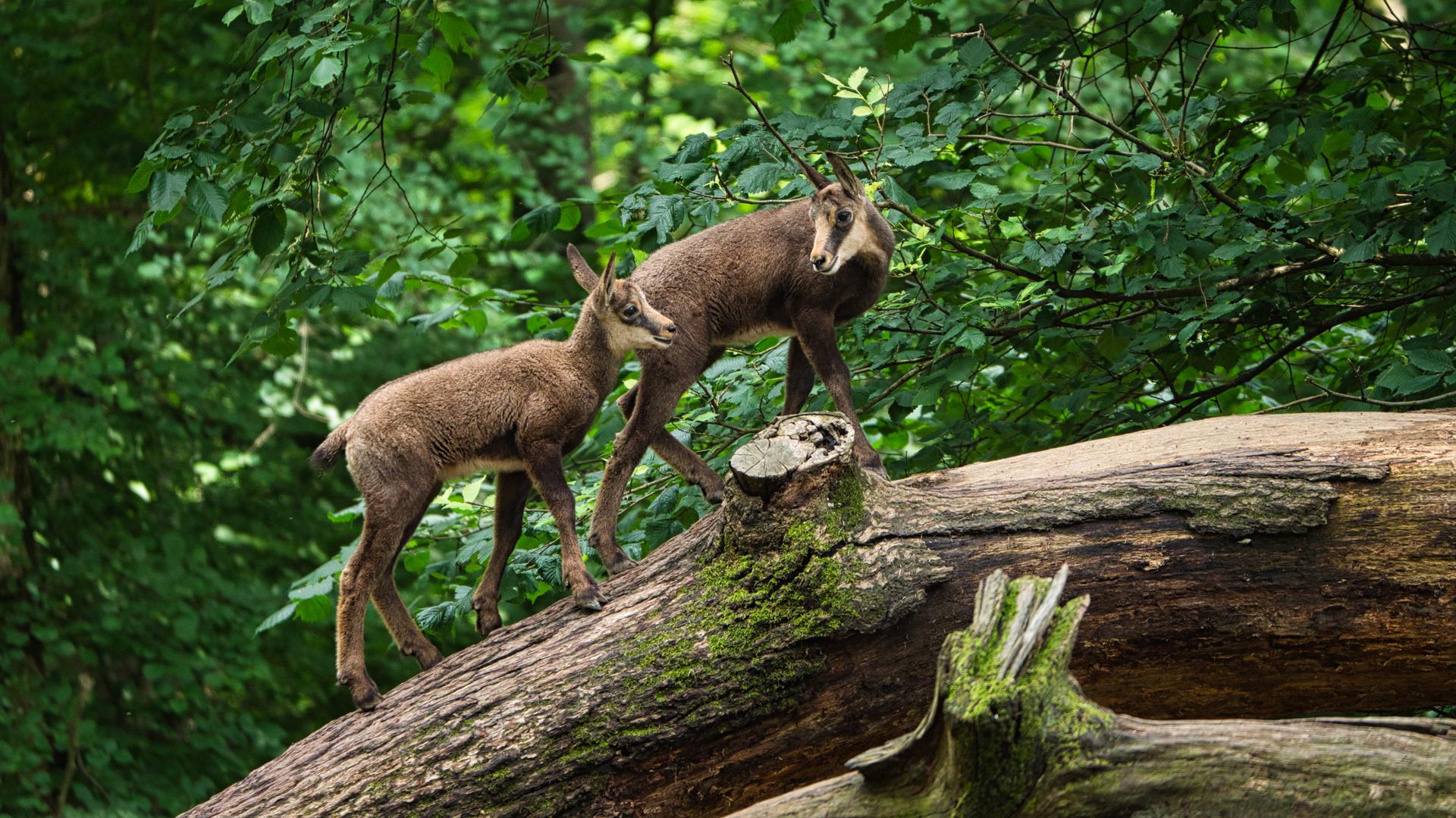 Bild von Tierpark Oberwald