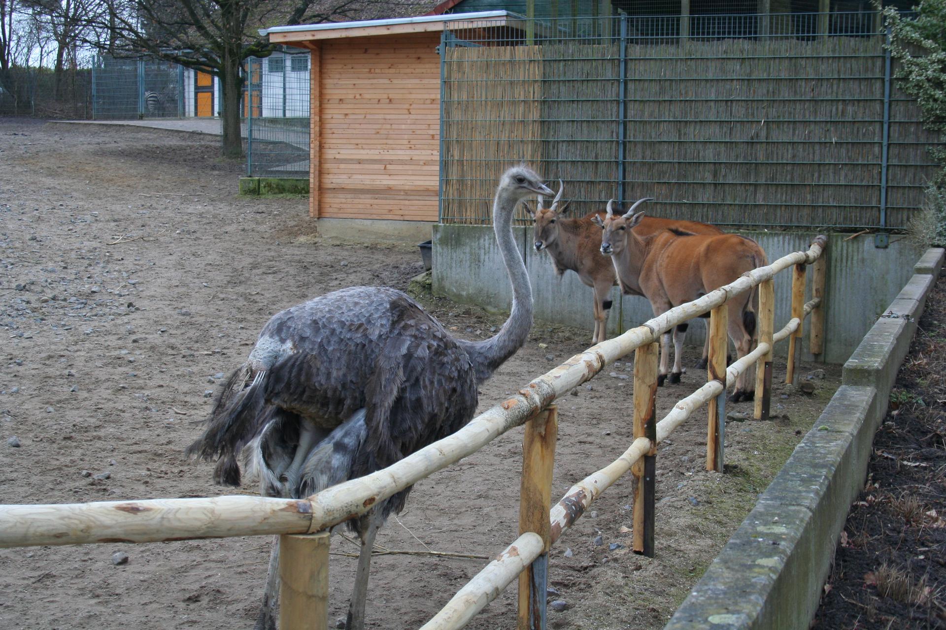 Bild von Tierpark Forst