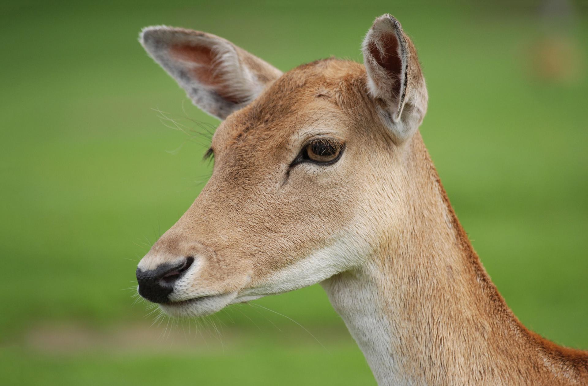 Bild von Damwildgehege Bergwald