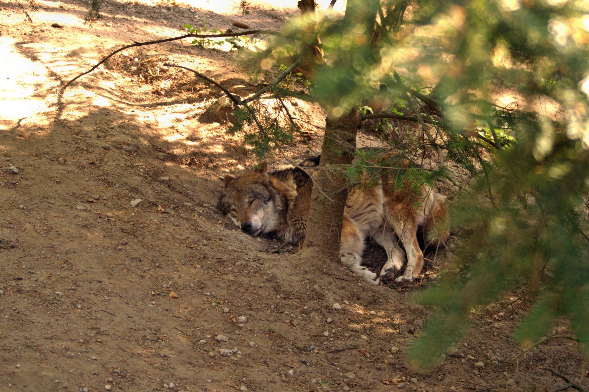 Bild von Wildpark Schwarze Berge