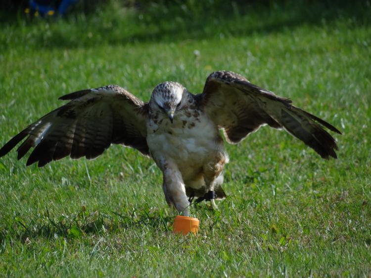 Bild von Wildpark Johannismühle