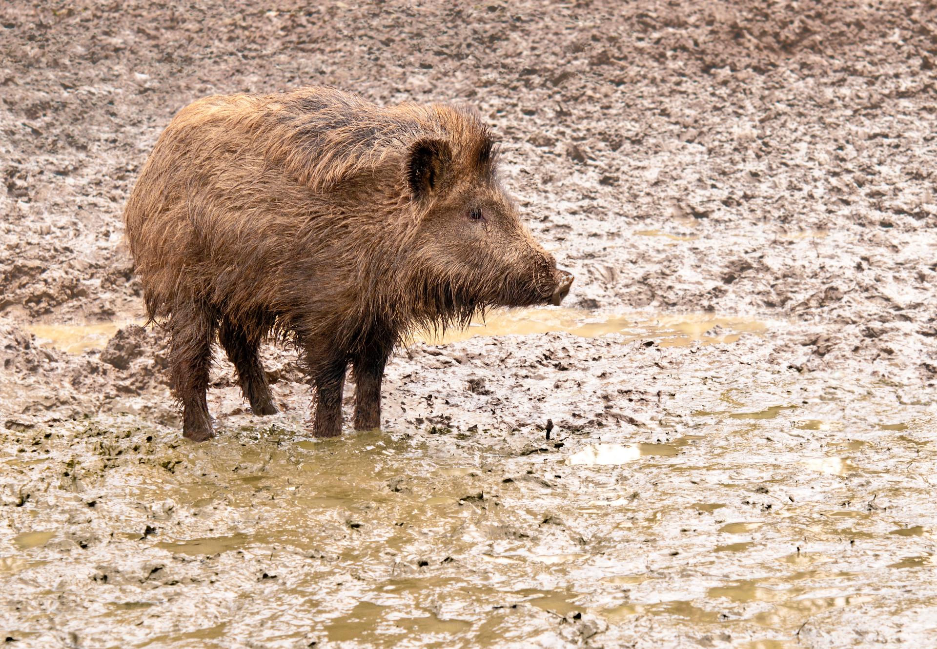 Bild von Wildpark Hofheim am Taunus