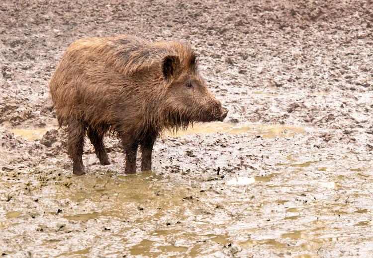 Bild von Wildpark Hofheim am Taunus