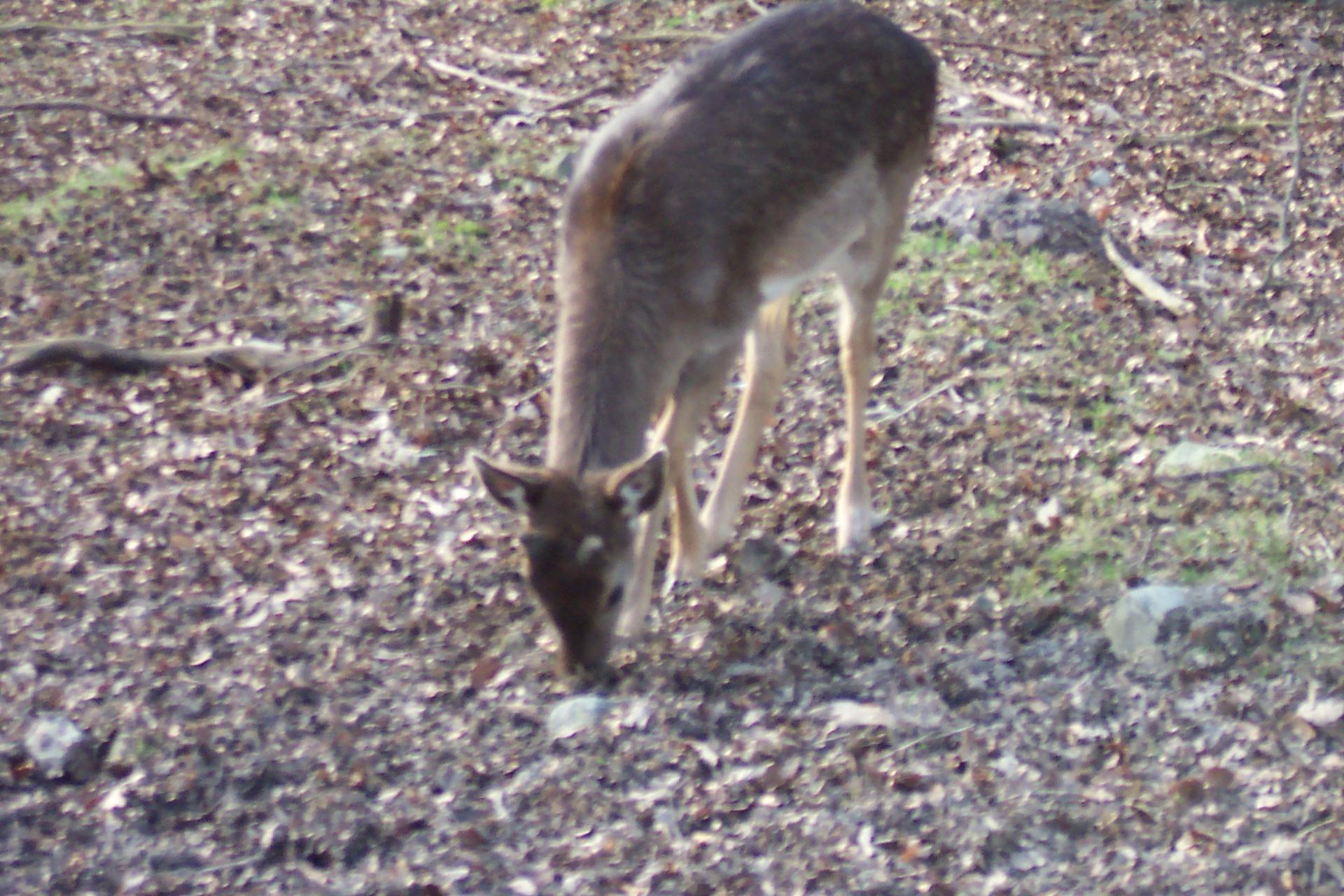 Bild von Wildgehege Nordpark Wuppertal