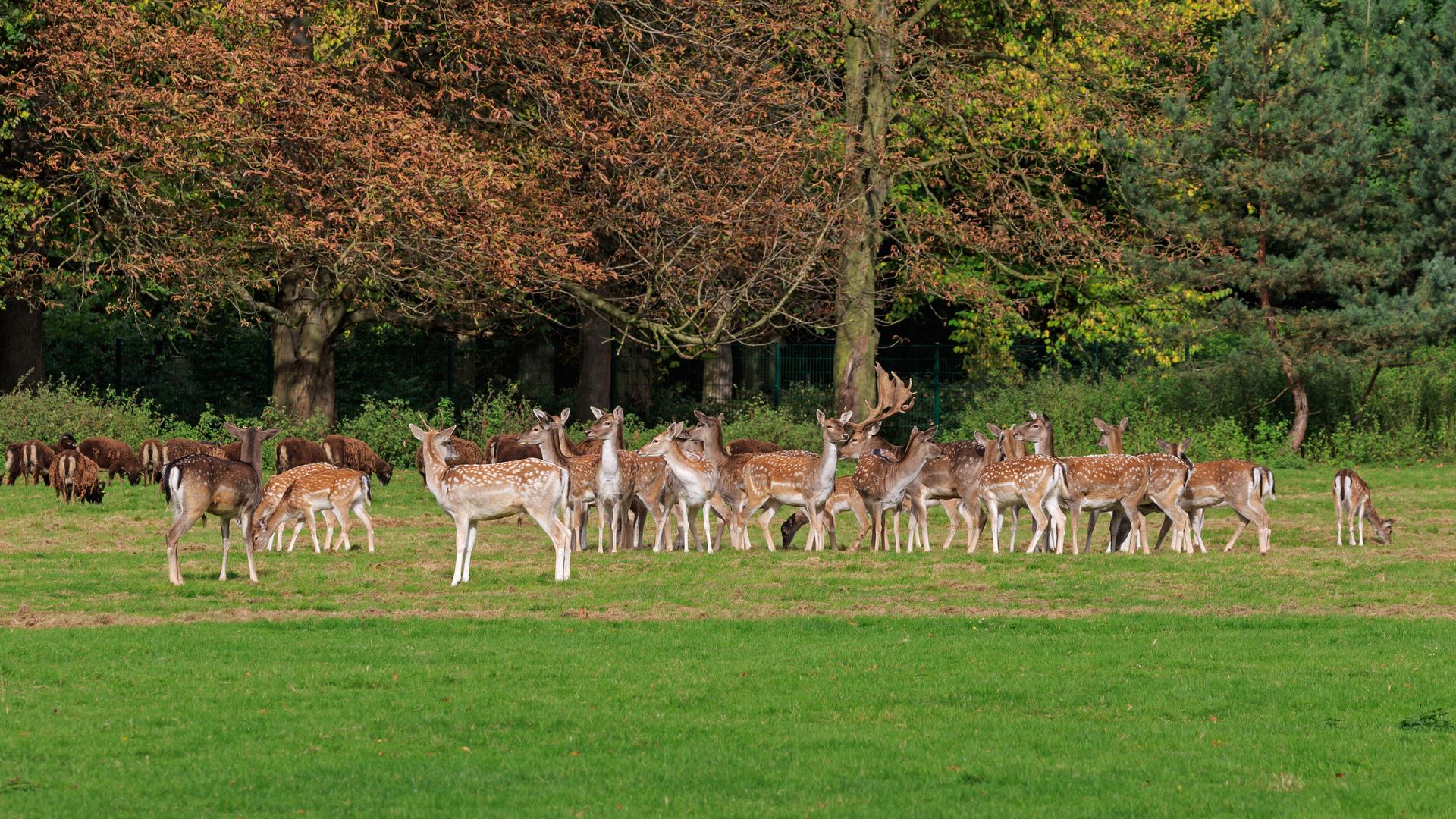 Bild von Lindenthaler Tierpark