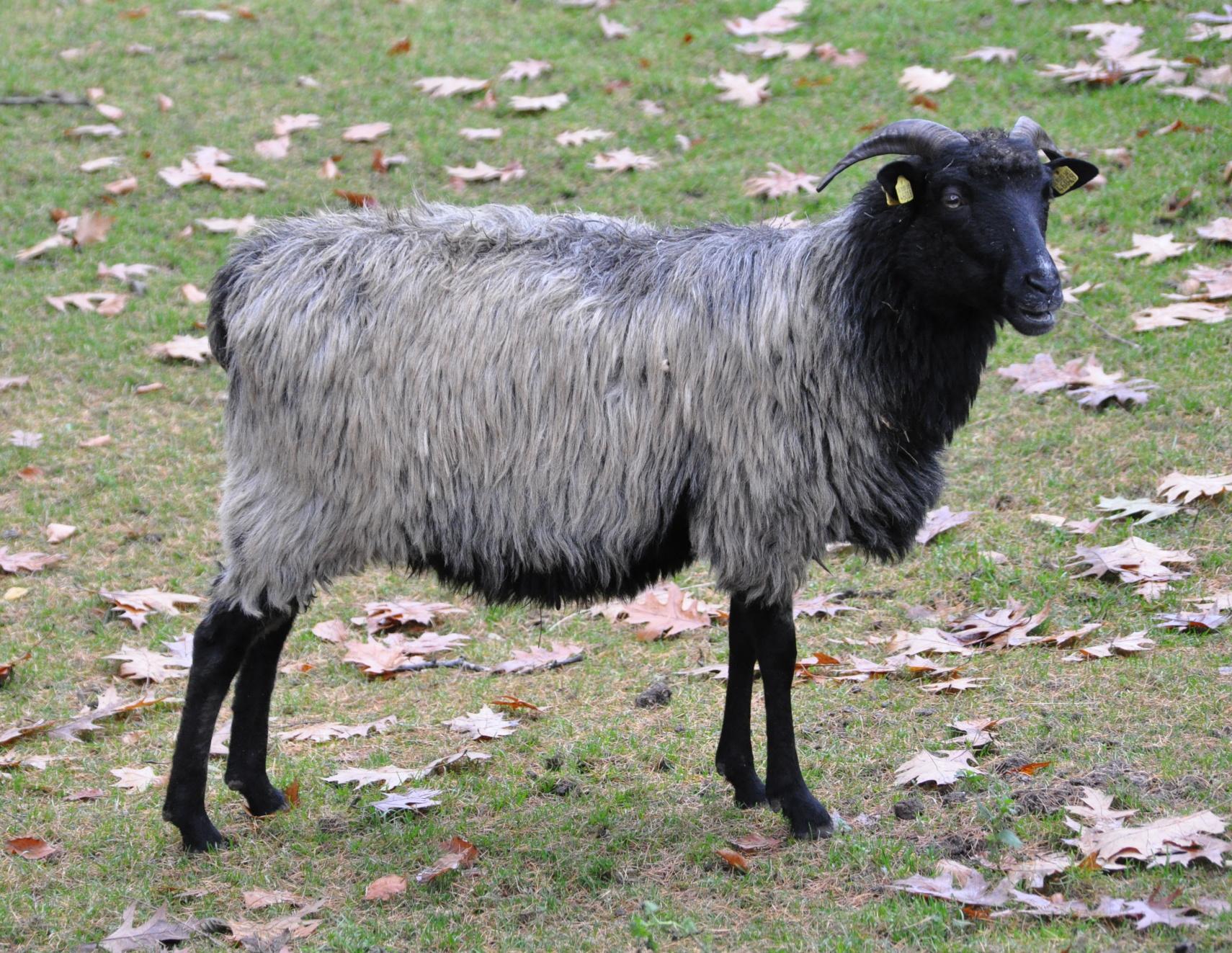 Bild von Wildpark Lüneburger Heide