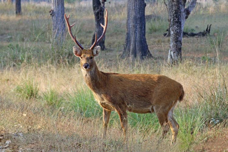 Bild von Wildgehege Dobeltal