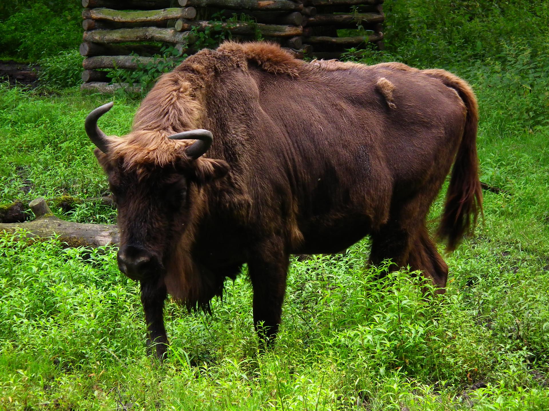 Bild von Wildpark Alte Fasanerie