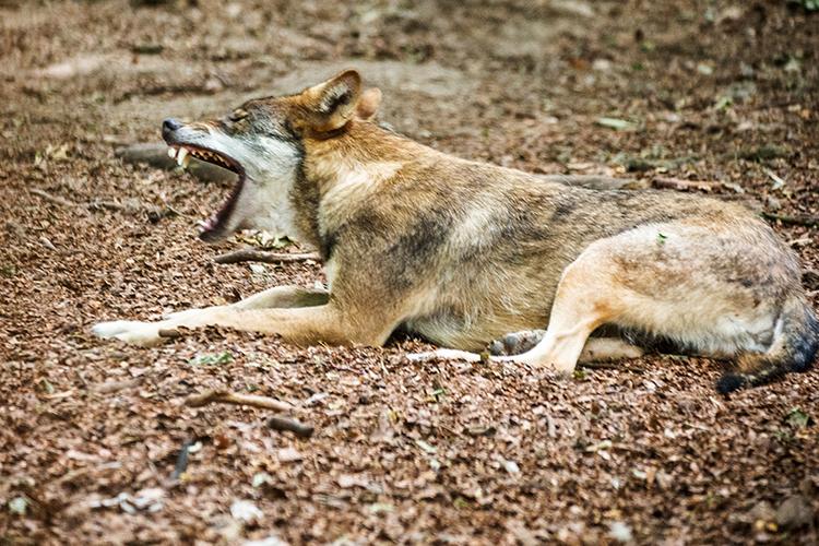 Bild von Tierpark Kunsterspring