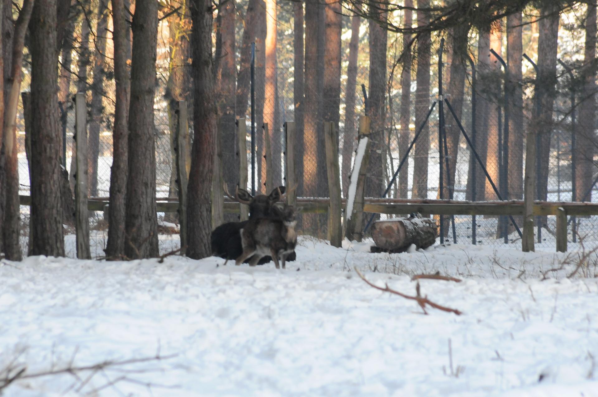 Bild von Wildpark Schorfheide