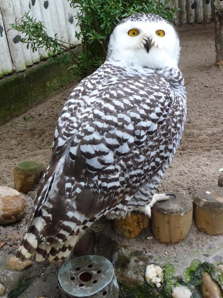 Bild von Tierpark Forst