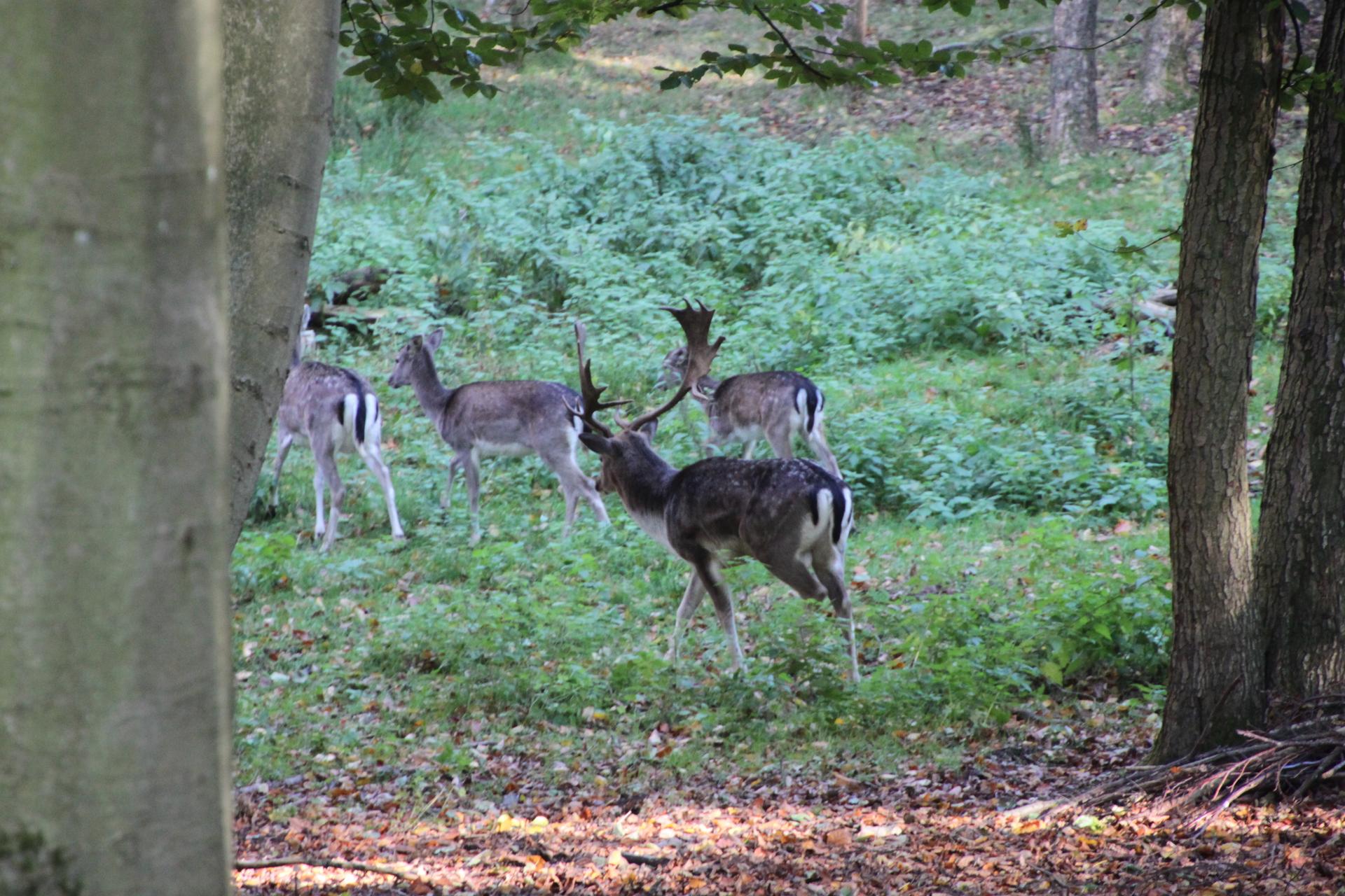 Bild von Wildpark Malente