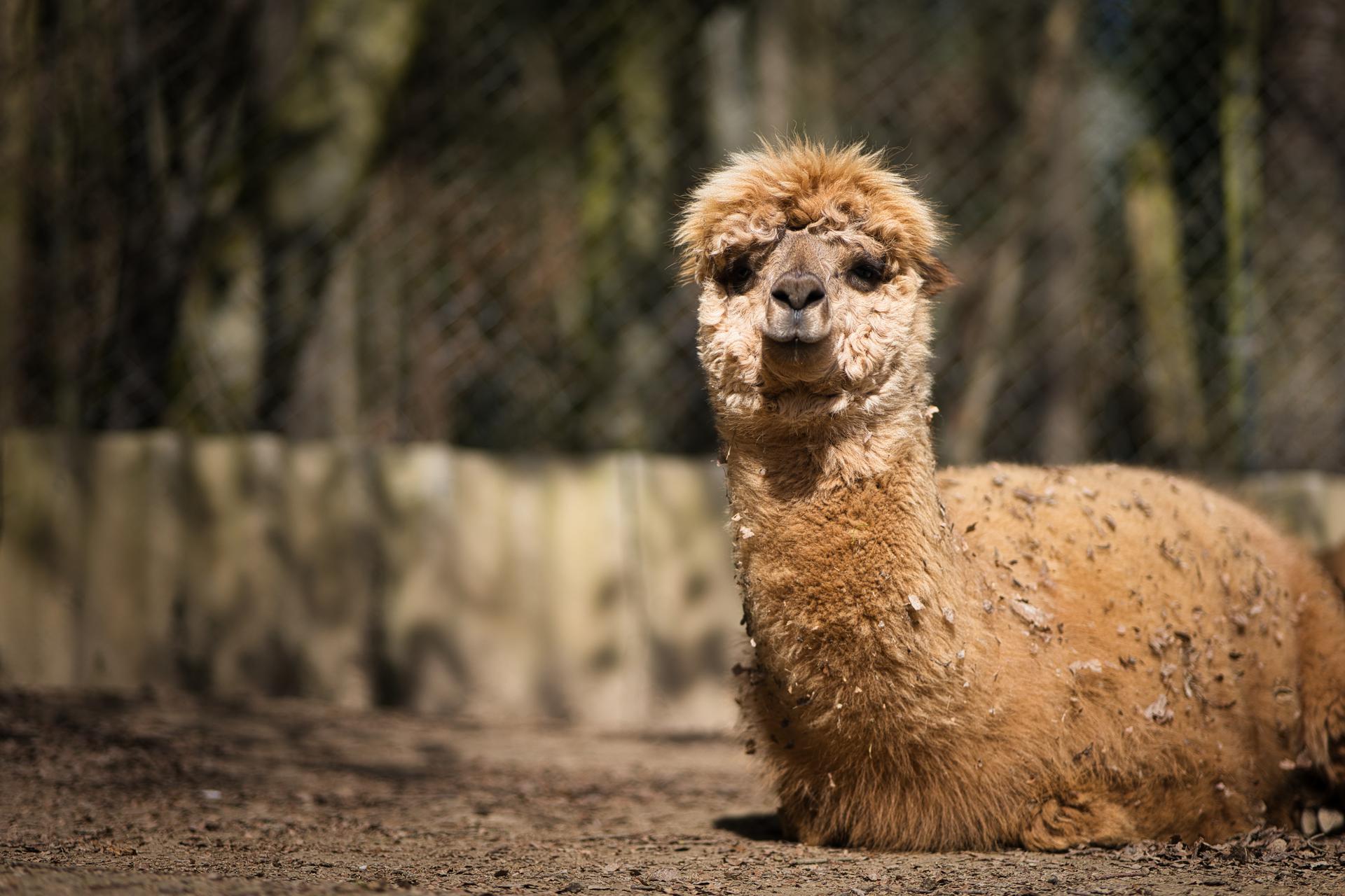 Bild von Tierpark Bretten