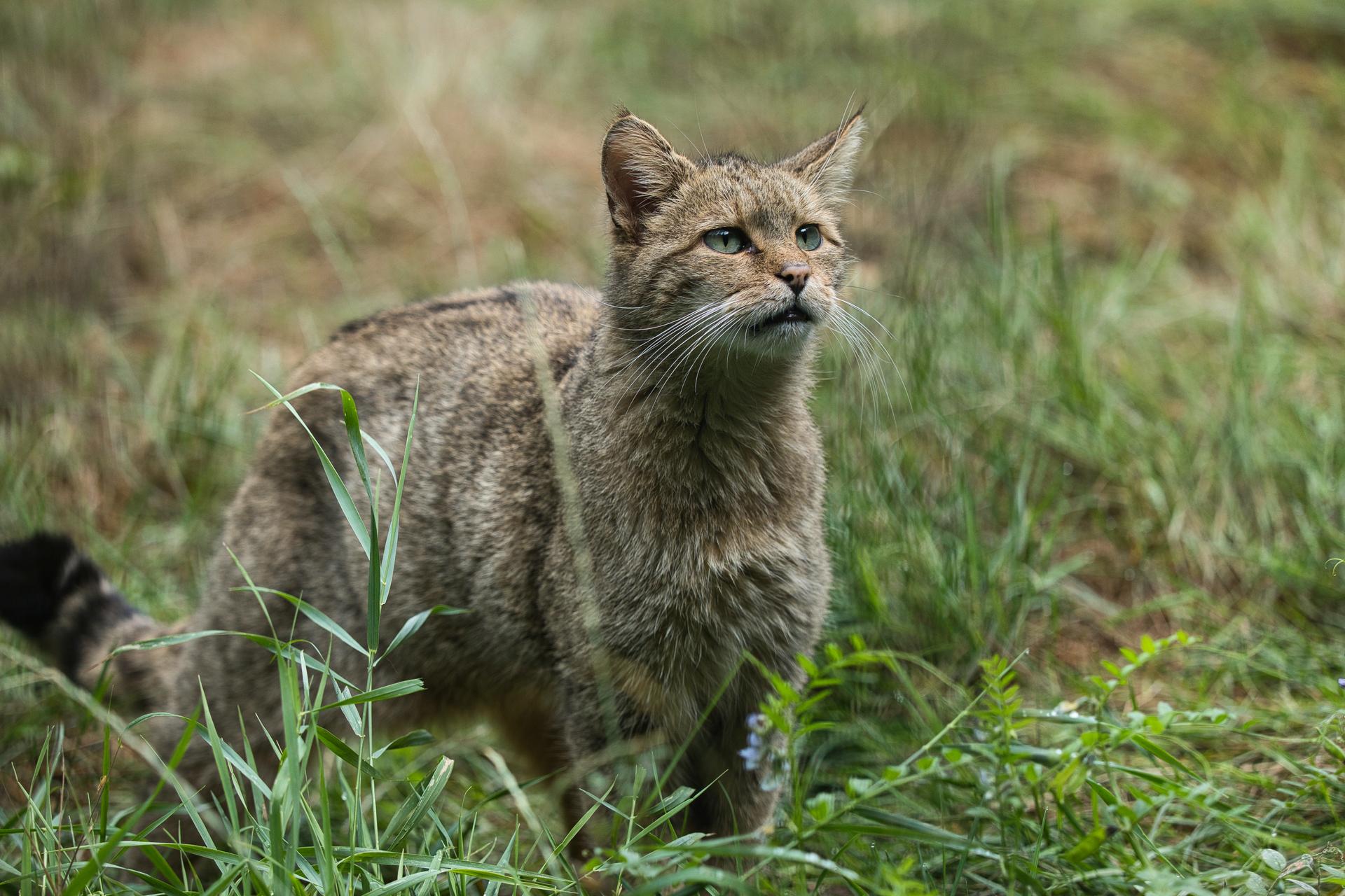 Bild von Wildpark Pforzheim