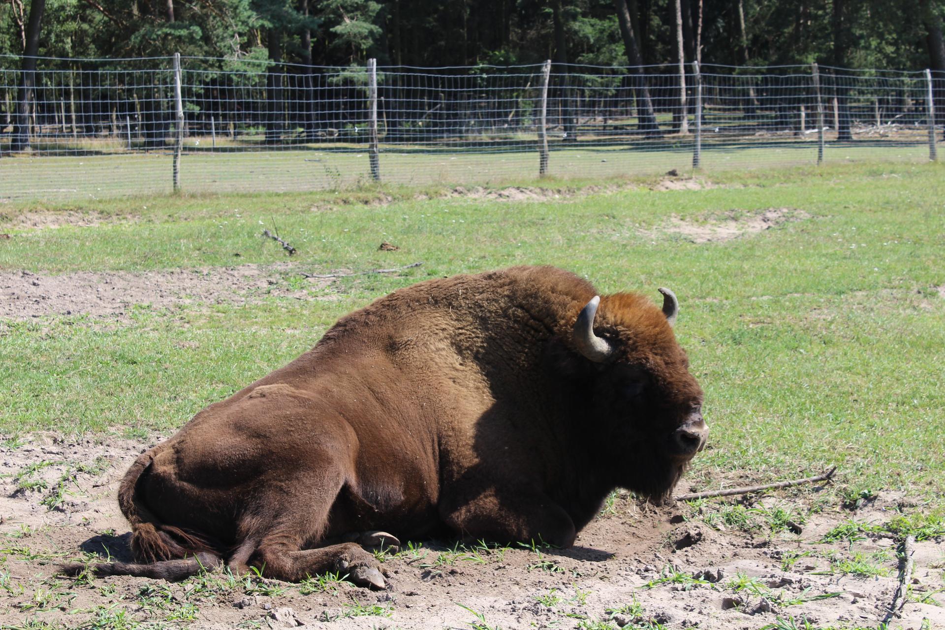 Bild von Wildpark Johannismühle