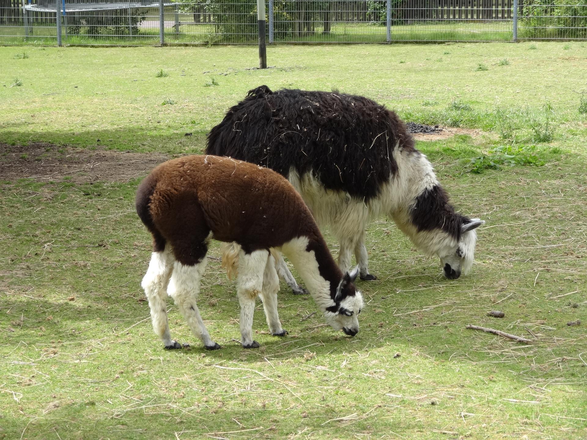 Bild von Wildpark Klosterwald