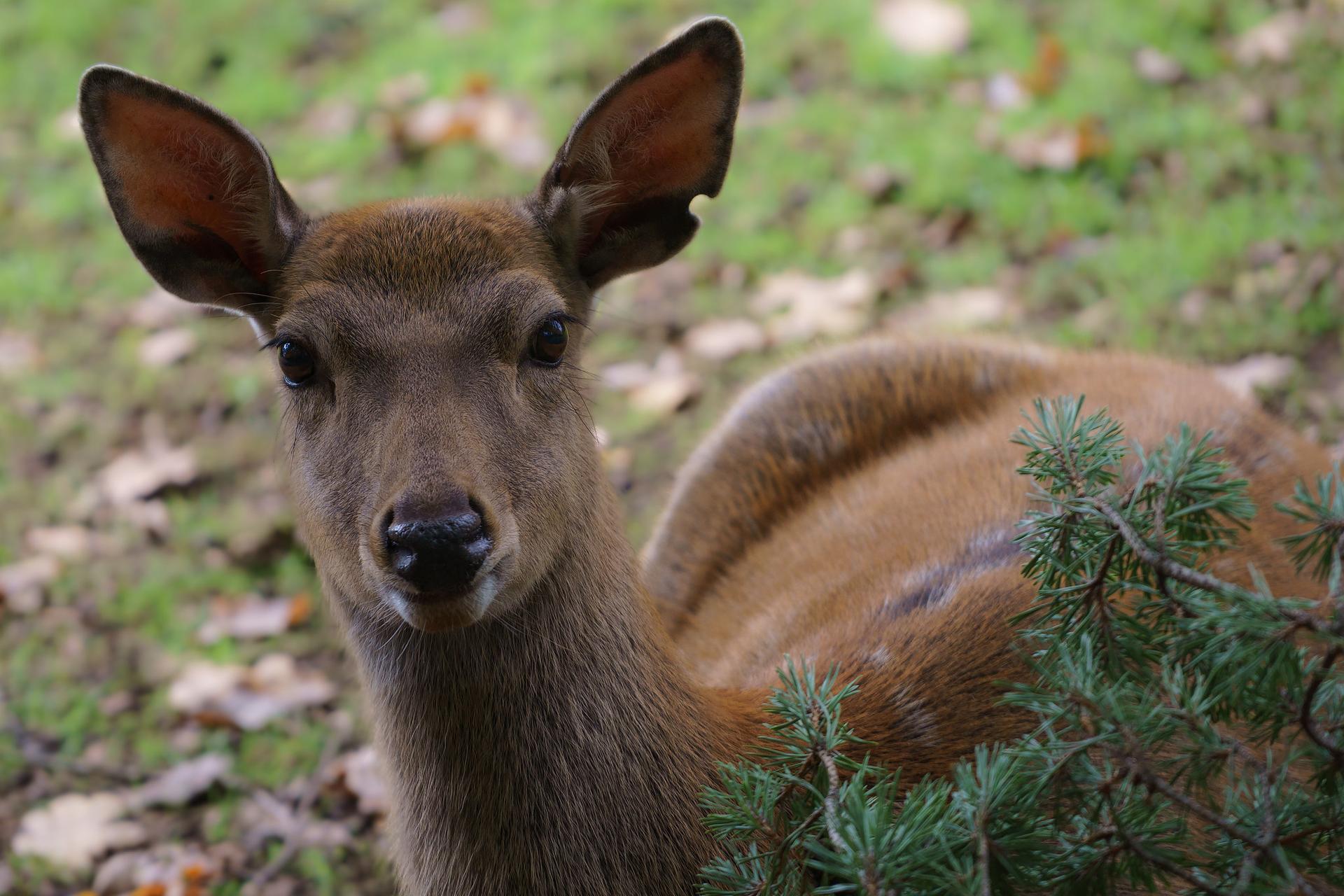 Bild von Wildgehege Büchenbronn