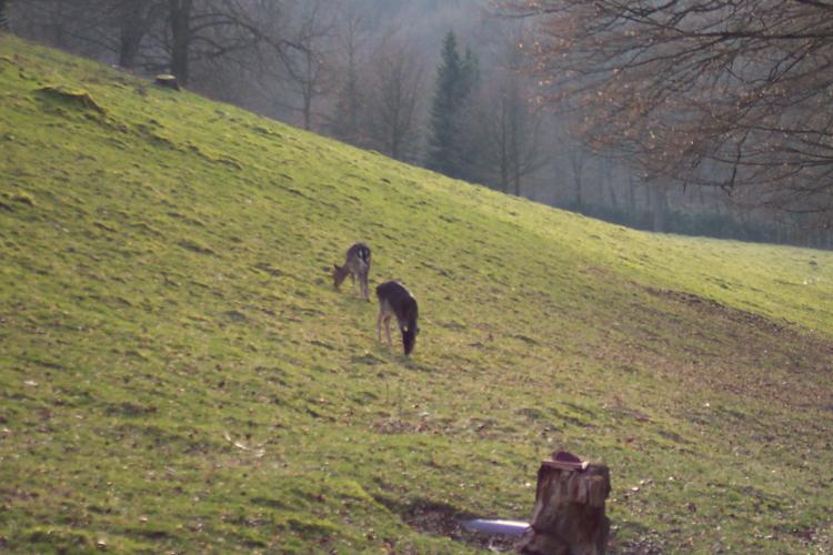 Bild von Wildgehege Nordpark Wuppertal