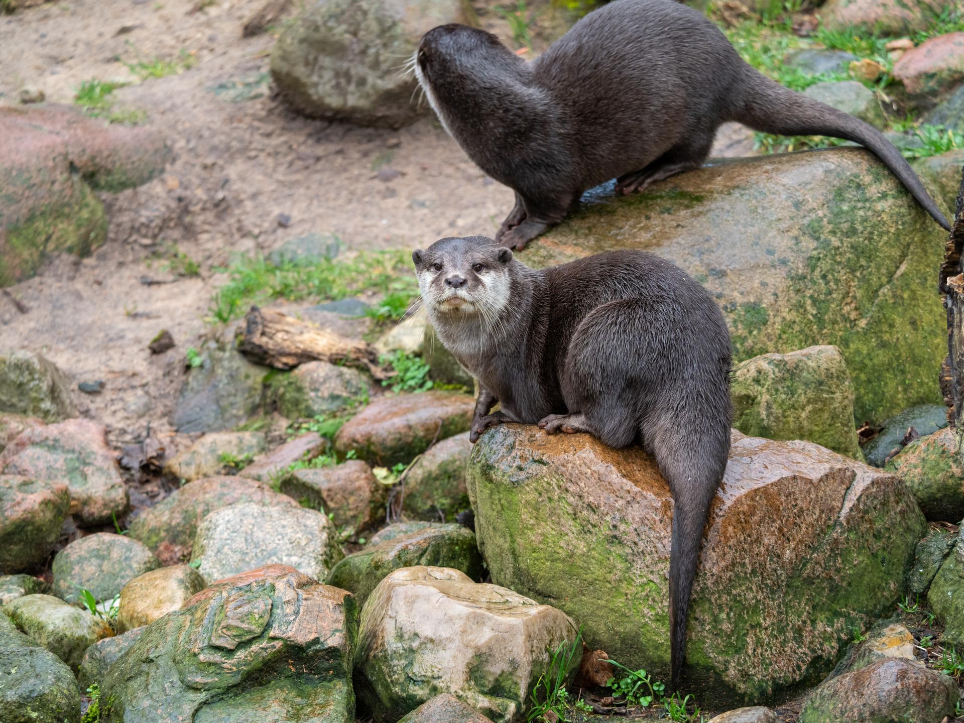 Bild von Wildpark Schwarze Berge