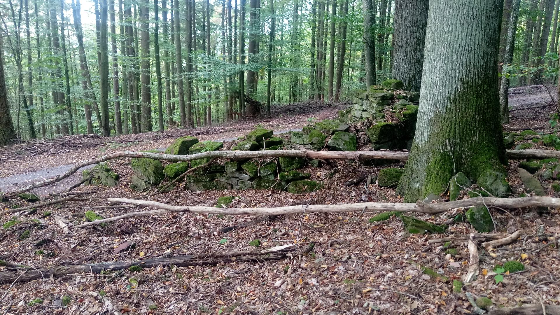 Bild von Damwildgehege Bergwald