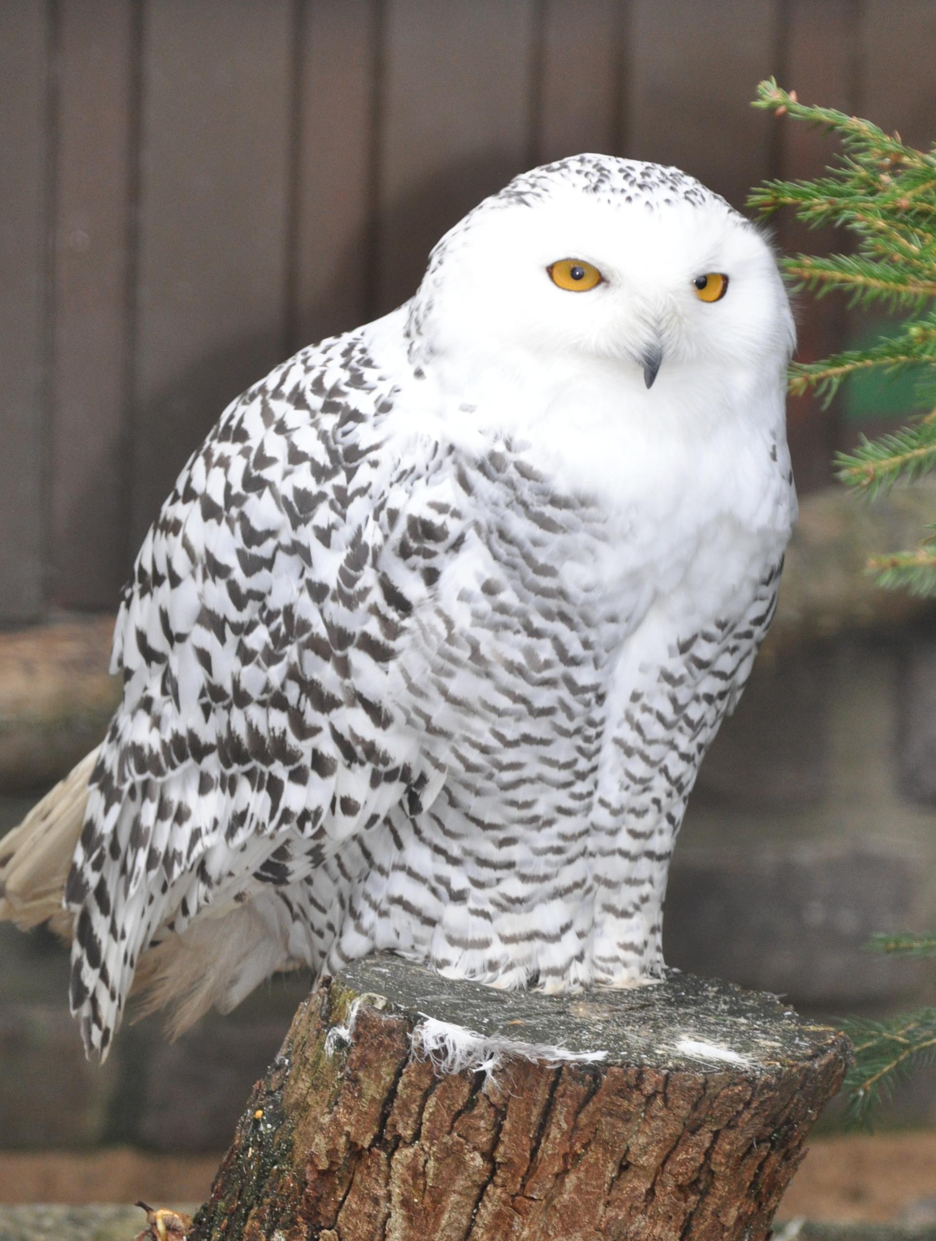 Bild von Wildpark Lüneburger Heide