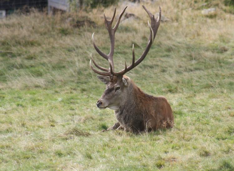 Bild von Wildgehege Kaltenbronn