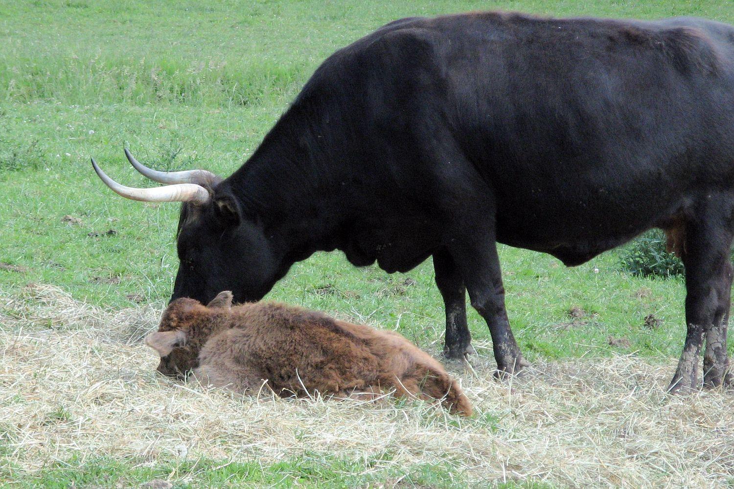 Bild von Wildpark Tiergarten Weilburg