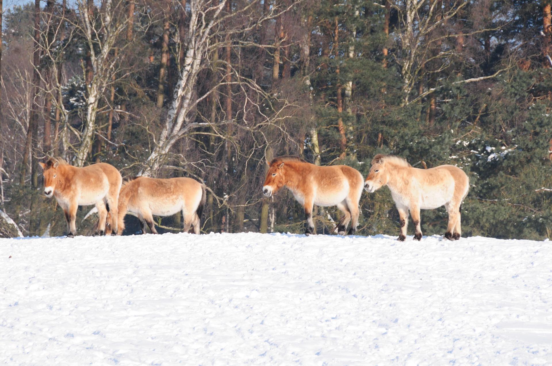 Bild von Wildpark Schorfheide