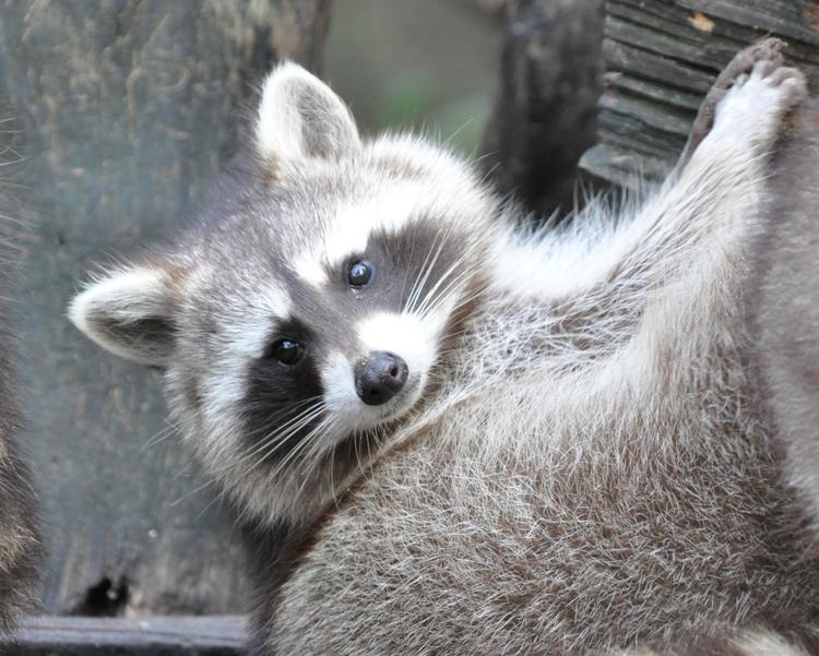 Bild von Wildpark Lüneburger Heide