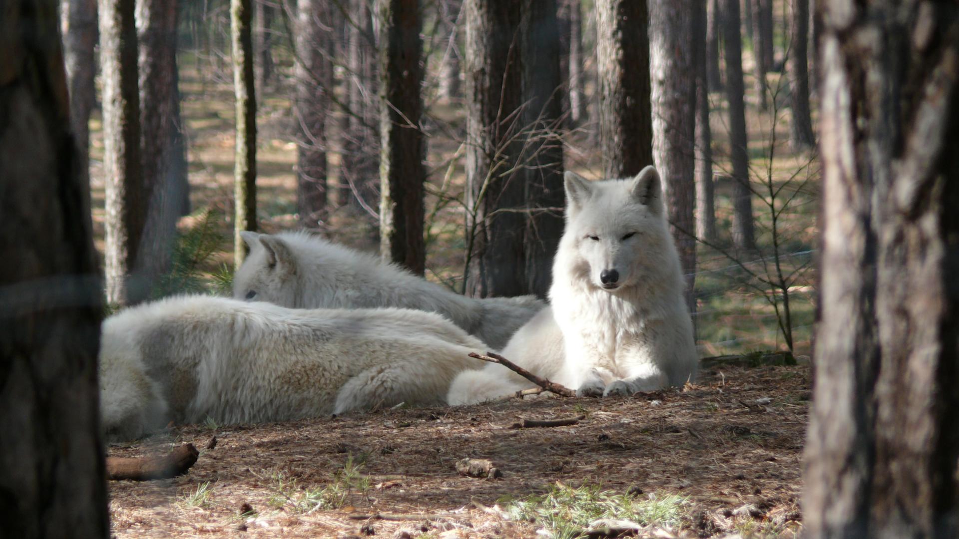 Bild von Wildpark Johannismühle