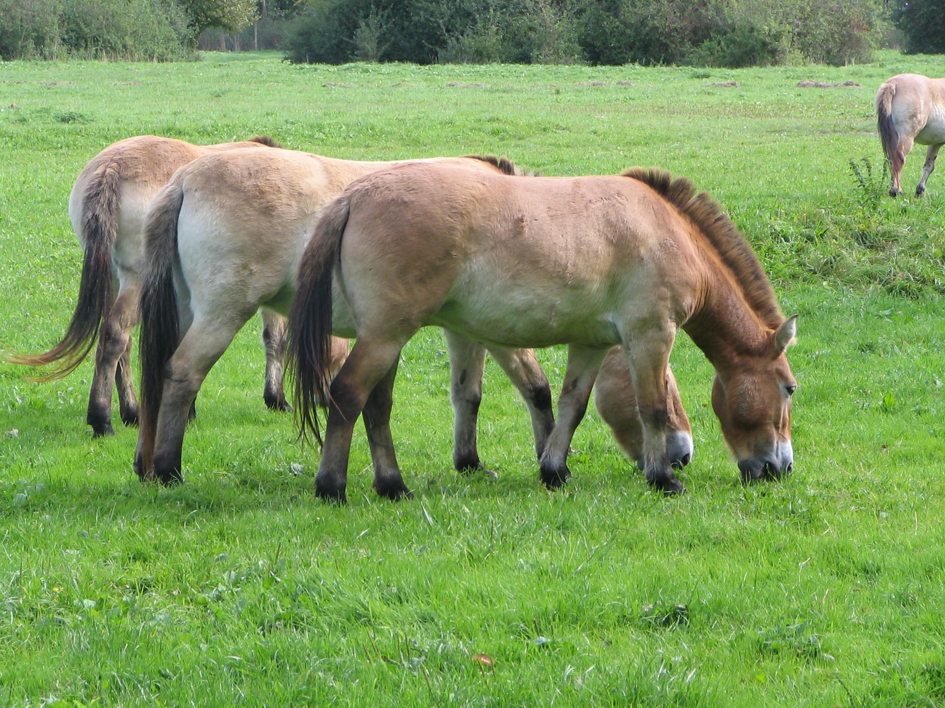 Bild von Wild- und Haustierpark Liebenthal