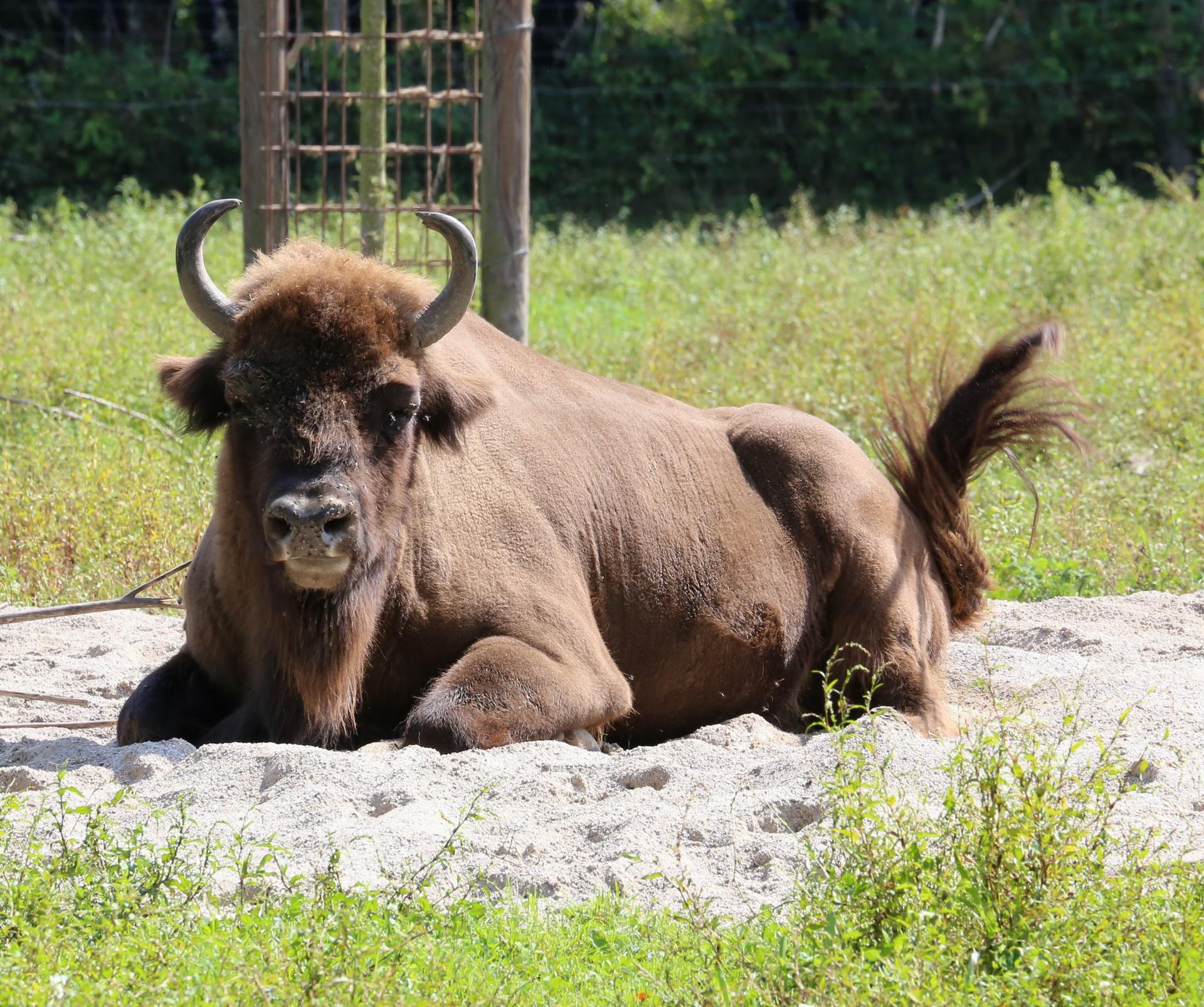 Bild von Wildpark Poing