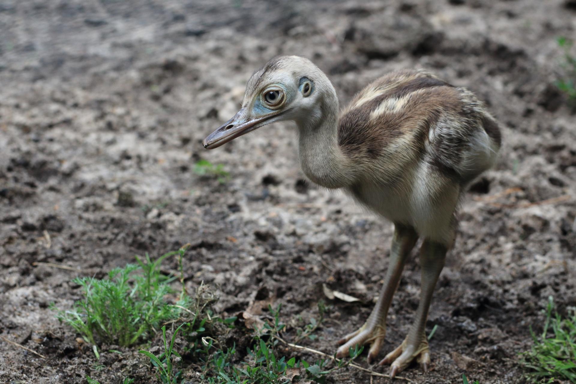 Bild von Wildpark Müden