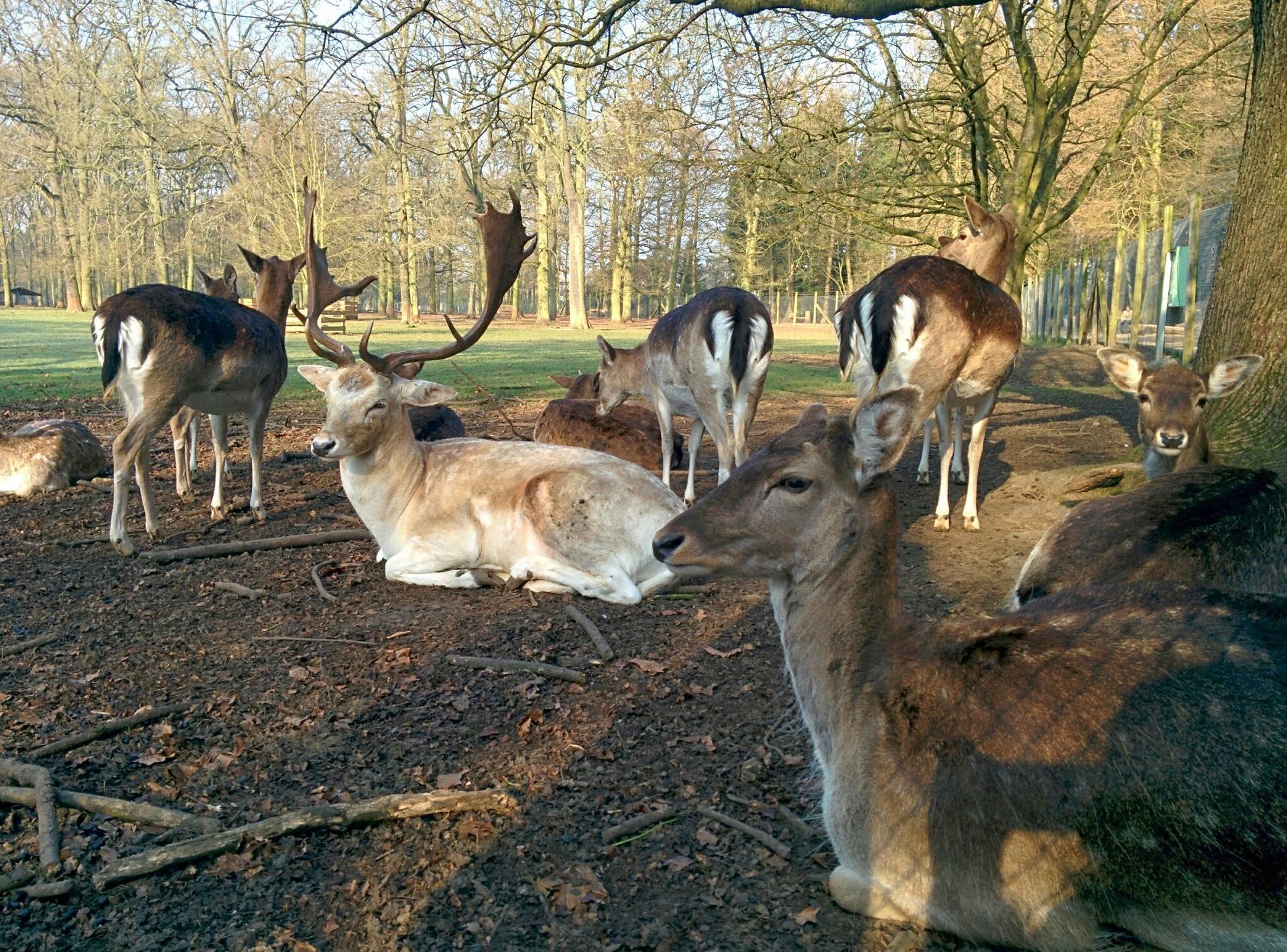 Bild von Wildpark Dünnwald