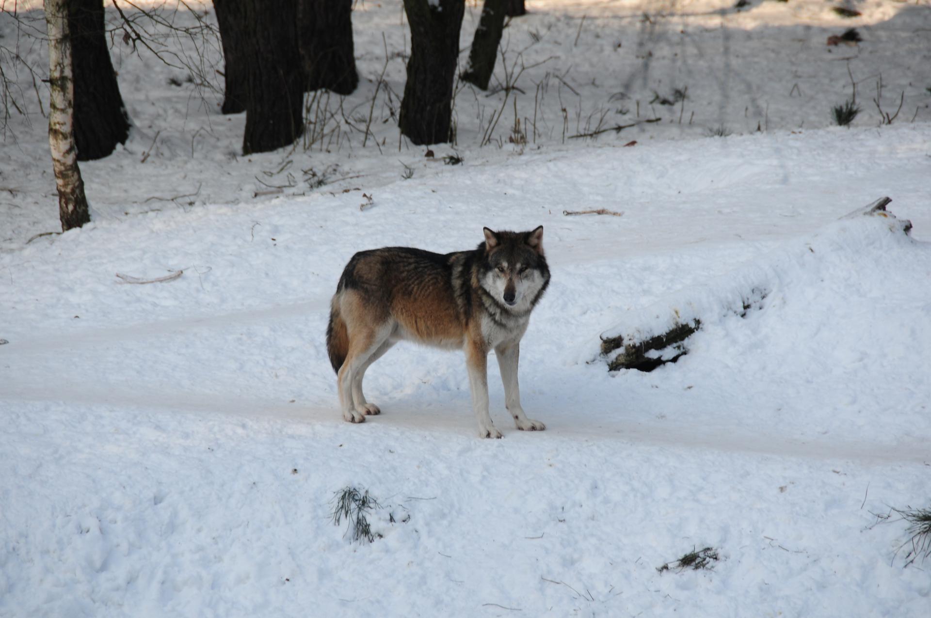 Bild von Wildpark Schorfheide