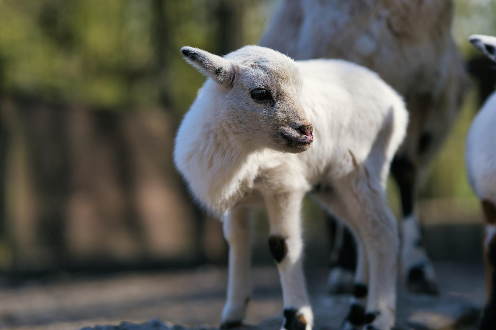 Bild von Tierpark Bretten