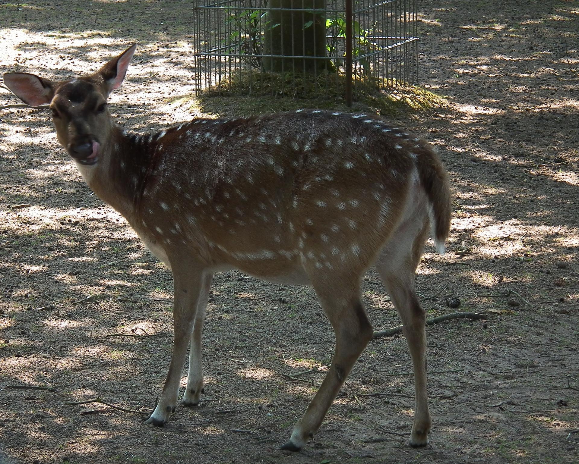 Bild von Tierpark Walldorf