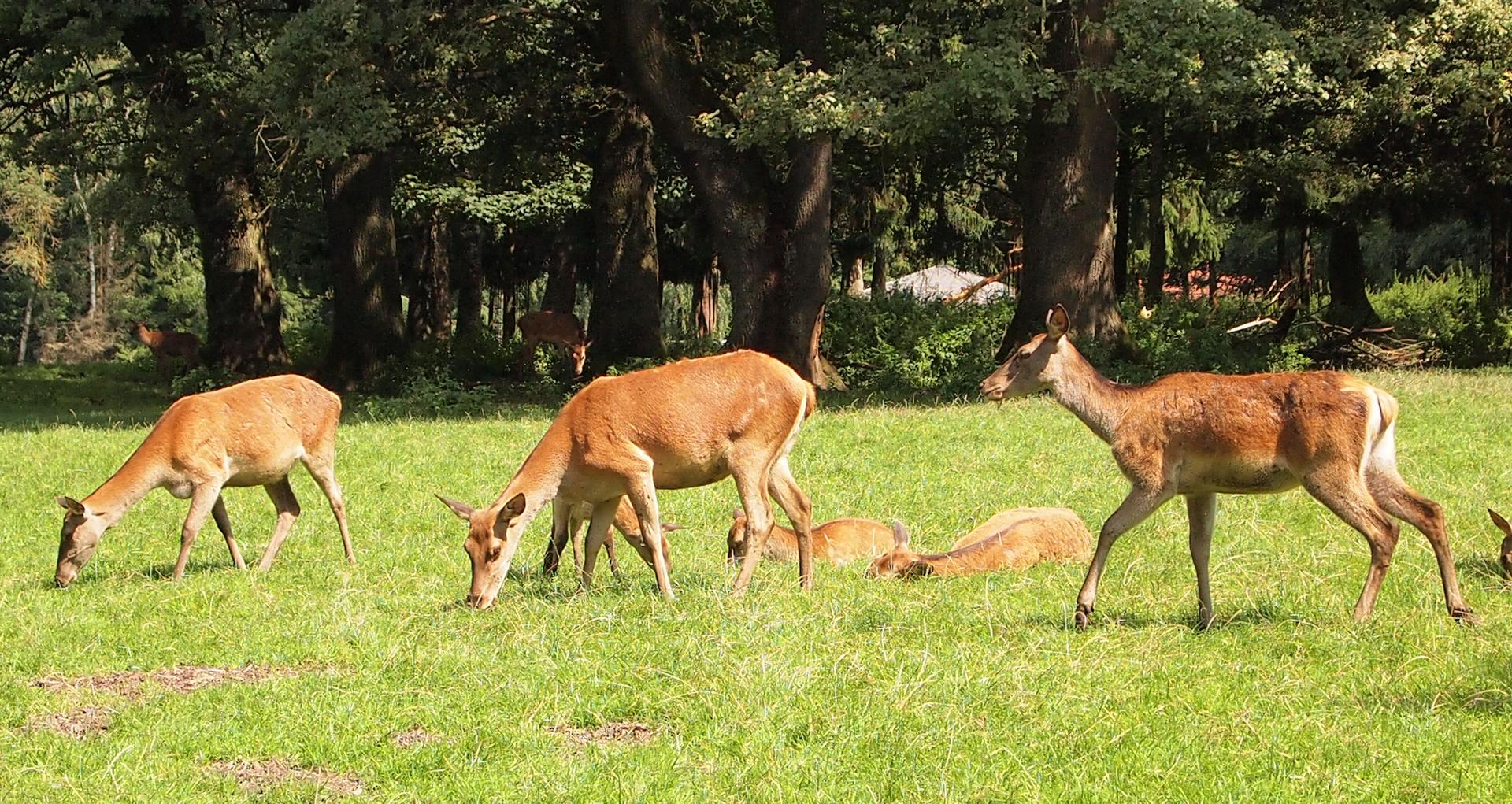 Bild von Wildpark Poing