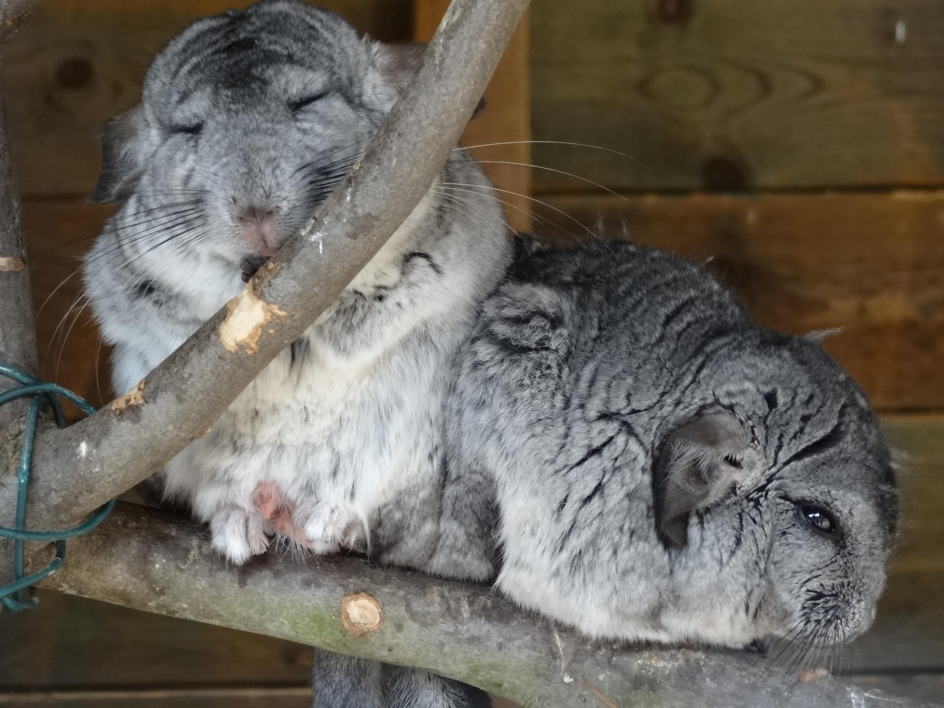 Bild von Wildpark Klosterwald