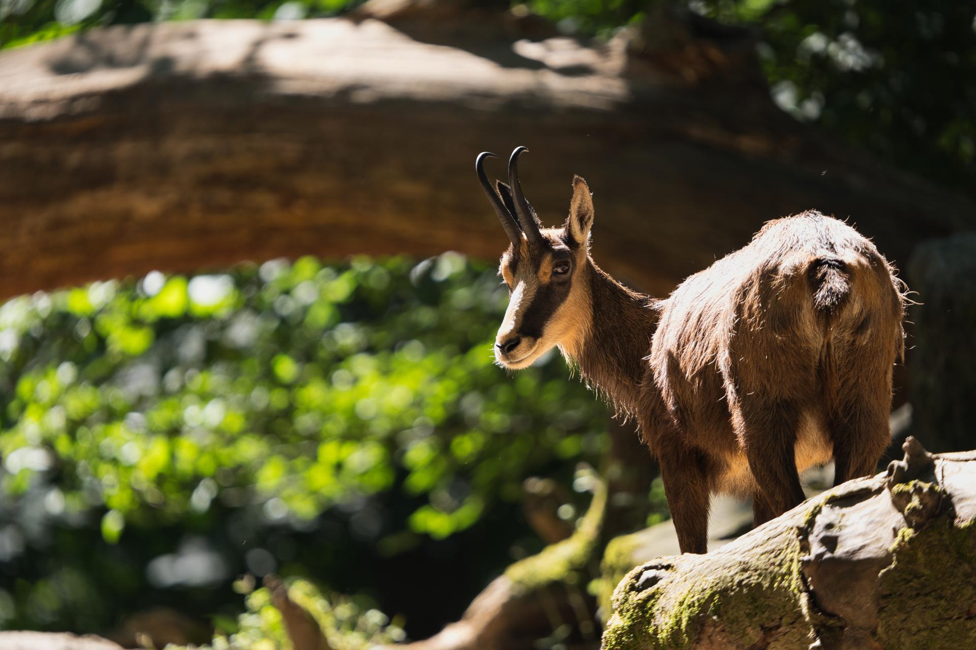 Bild von Tierpark Oberwald