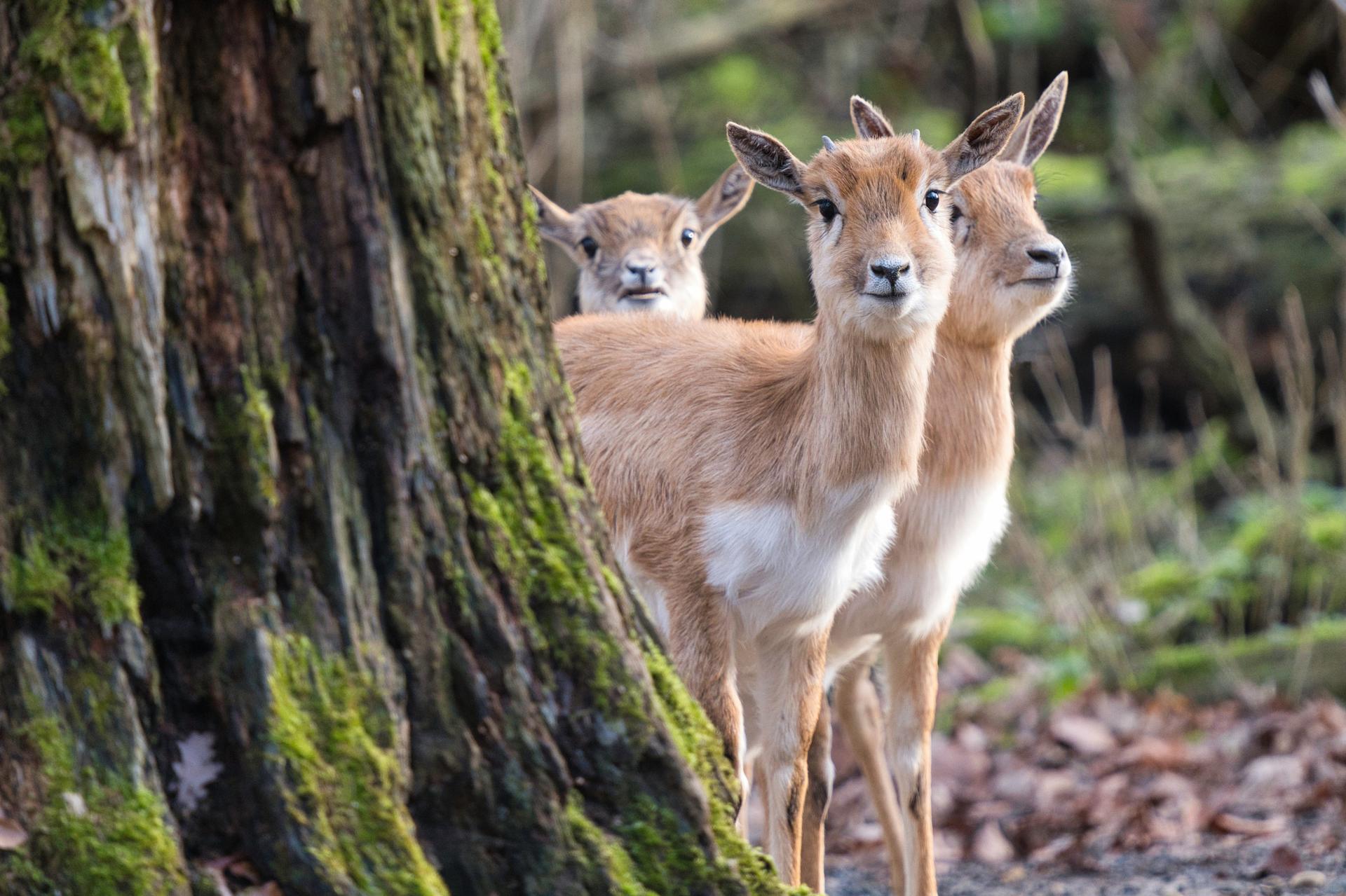 Bild von Tierpark Oberwald