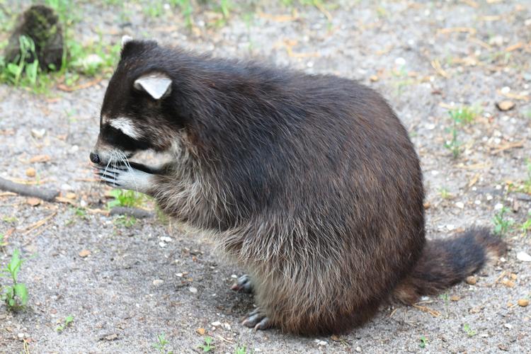 Bild von Wildpark Müden